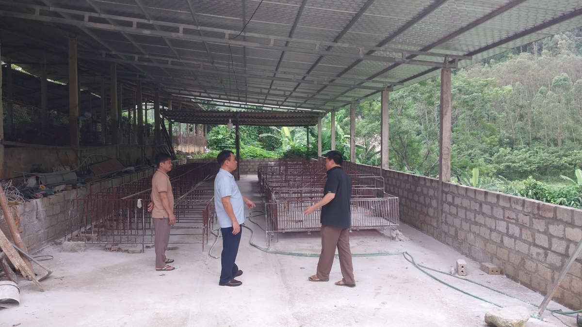 Tuyên Quang tiêu hủy 46.000 lợn nhiễm tả dịch châu Phi